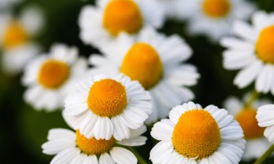 Ý nghĩa và biểu tượng của hoa cúc