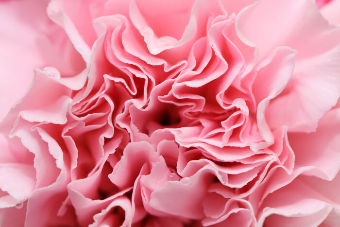 Ý nghĩa và biểu tượng hoa cẩm chướng
