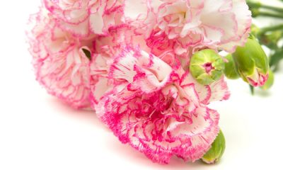 Ý nghĩa và biểu tượng hoa cẩm chướng