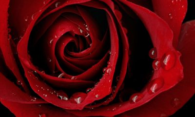 Ý nghĩa các màu của hoa hồng