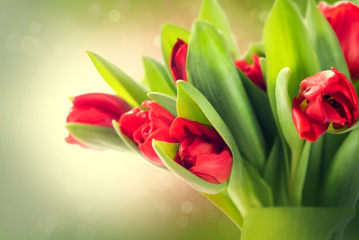 Ý nghĩa và biểu tượng của hoa Tulip