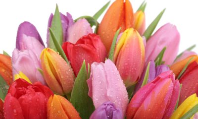 Ý nghĩa và biểu tượng của hoa Tulip