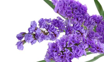 Ý nghĩa và biểu tượng hoa oải hương biển