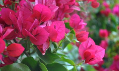 Ý nghĩa hoa Giấy – mong manh nhưng không dễ vỡ.