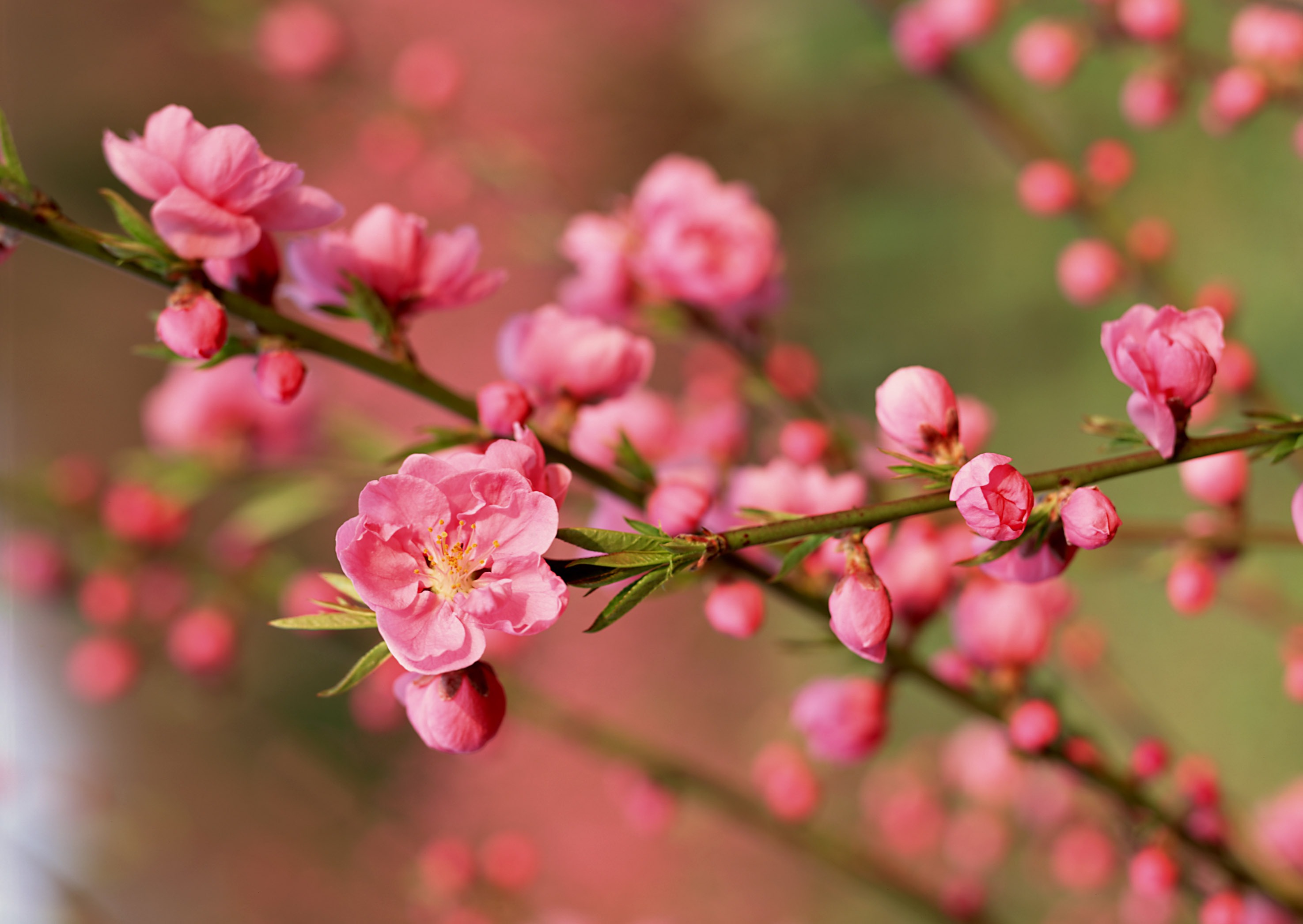 Nên chơi hoa gì trong ngày tết?