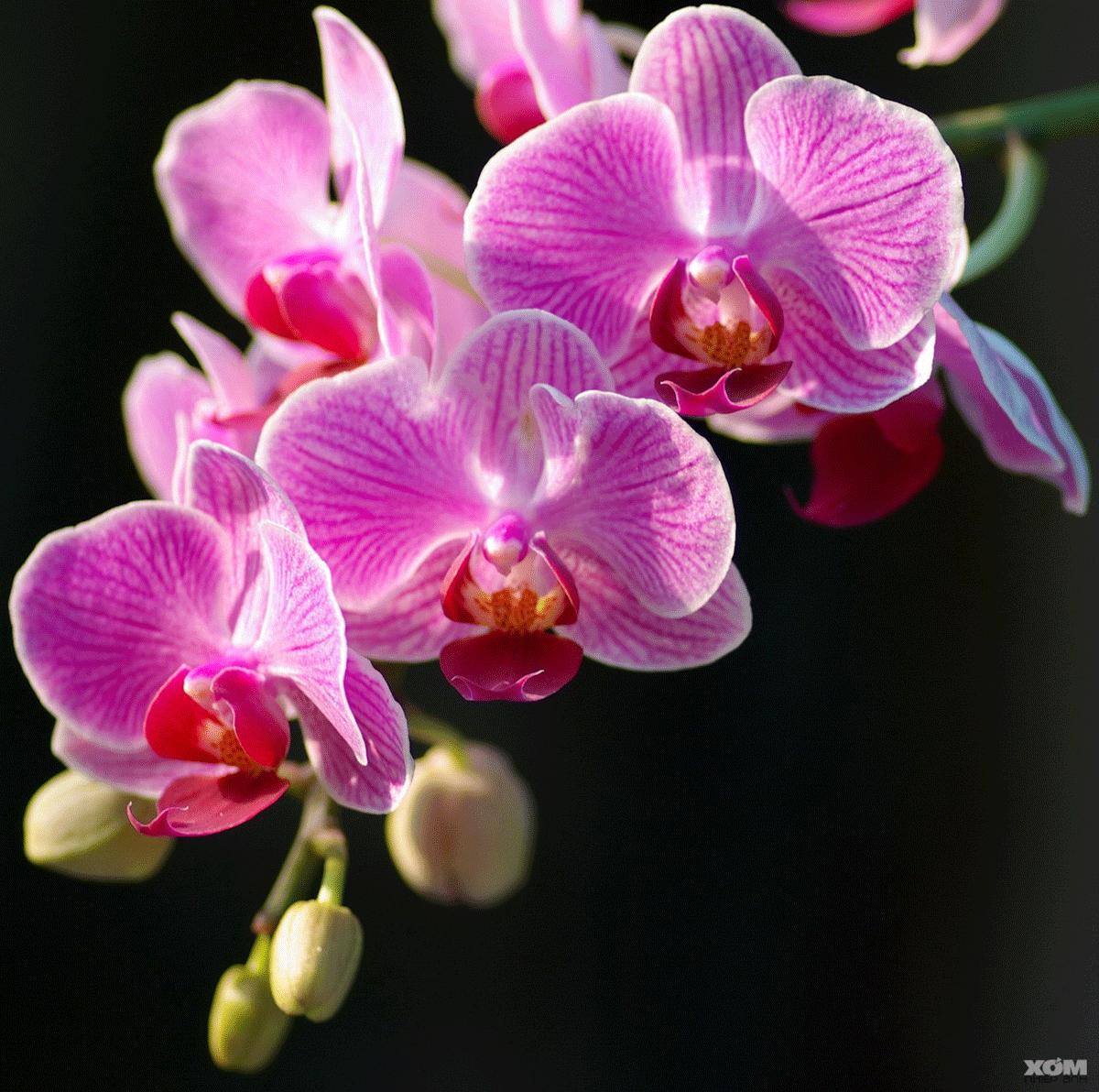 Tổng hợp với hơn 77 hình ảnh hoa phong lan đẹp siêu hot - Tin Học Vui
